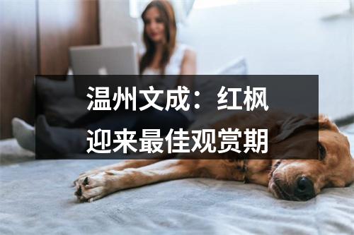 温州文成：红枫迎来最佳观赏期