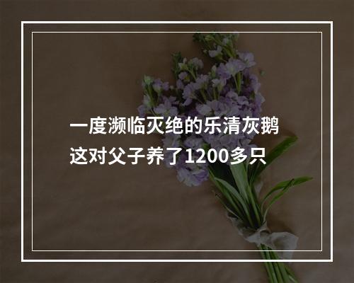 一度濒临灭绝的乐清灰鹅 这对父子养了1200多只