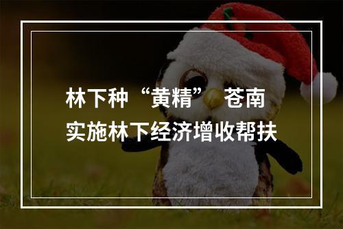 林下种“黄精”  苍南实施林下经济增收帮扶