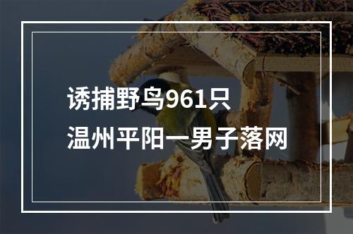 诱捕野鸟961只 温州平阳一男子落网