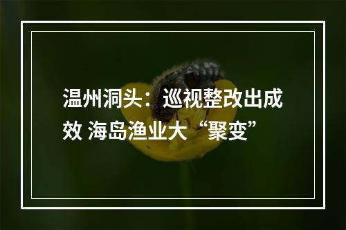 温州洞头：巡视整改出成效 海岛渔业大“聚变”