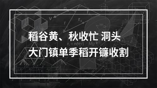 稻谷黄、秋收忙 洞头大门镇单季稻开镰收割