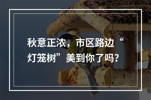 秋意正浓，市区路边“灯笼树”美到你了吗？