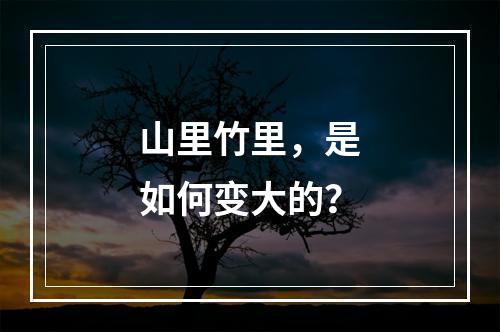山里竹里，是如何变大的？
