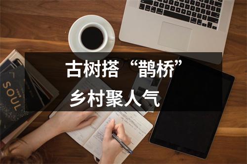 古树搭“鹊桥” 乡村聚人气