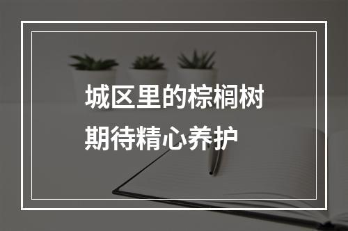 城区里的棕榈树期待精心养护
