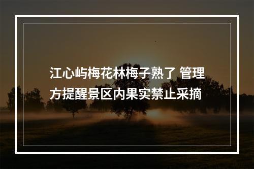 江心屿梅花林梅子熟了 管理方提醒景区内果实禁止采摘