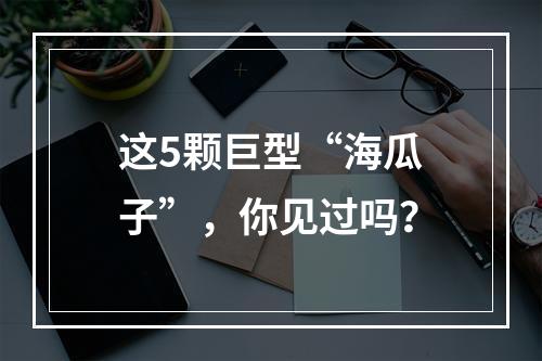 这5颗巨型“海瓜子”，你见过吗？