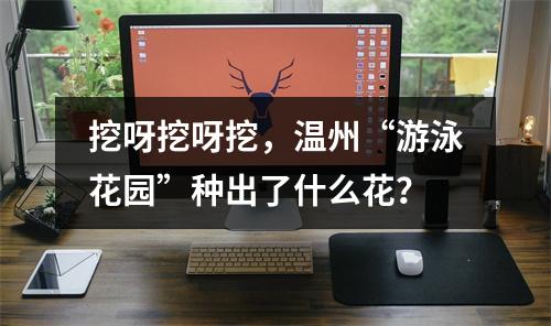 挖呀挖呀挖，温州“游泳花园”种出了什么花？