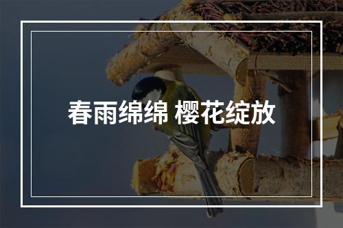 春雨绵绵 樱花绽放