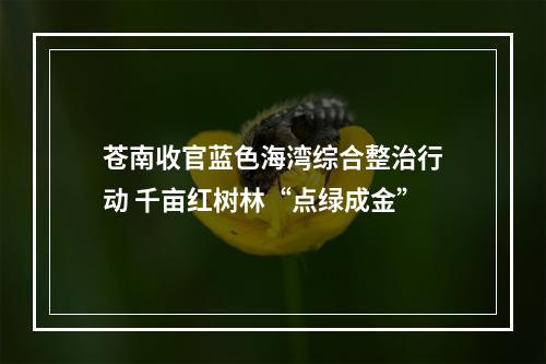 苍南收官蓝色海湾综合整治行动 千亩红树林“点绿成金”