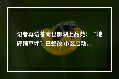 记者再访苍南县御湖上品苑：“地砖铺草坪”已整改 小区启动品质提升
