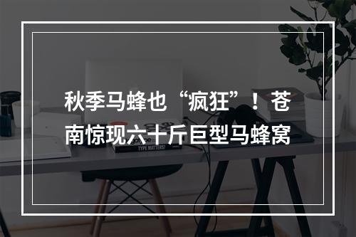 秋季马蜂也“疯狂”！苍南惊现六十斤巨型马蜂窝