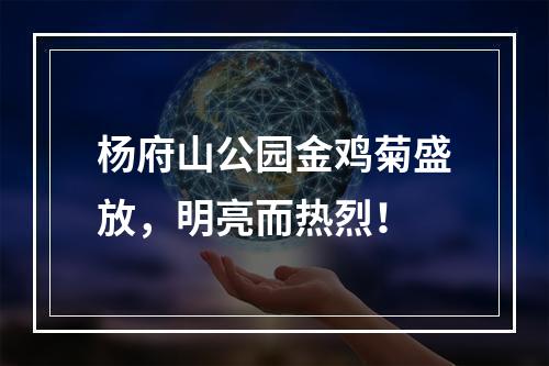 杨府山公园金鸡菊盛放，明亮而热烈！