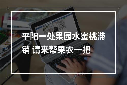 平阳一处果园水蜜桃滞销 请来帮果农一把