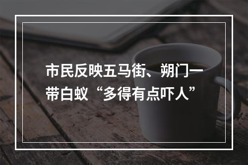 市民反映五马街、朔门一带白蚁“多得有点吓人”