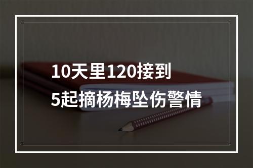 10天里120接到5起摘杨梅坠伤警情