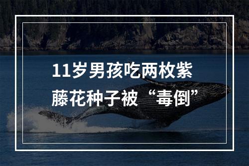 11岁男孩吃两枚紫藤花种子被“毒倒”