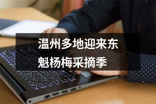 温州多地迎来东魁杨梅采摘季