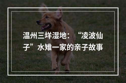 温州三垟湿地：“凌波仙子”水雉一家的亲子故事