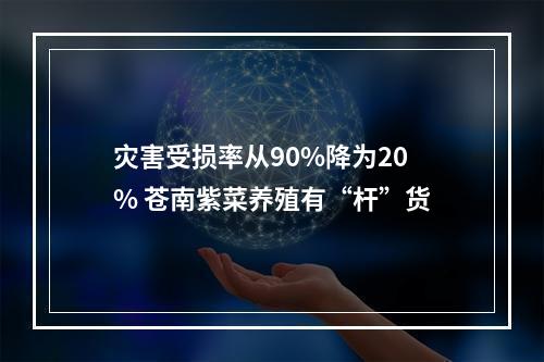 灾害受损率从90%降为20% 苍南紫菜养殖有“杆”货
