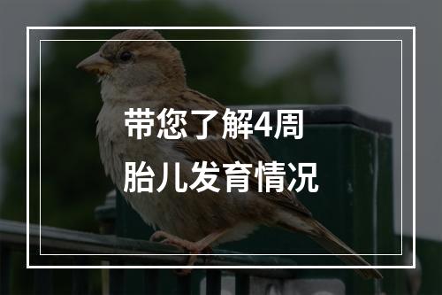 带您了解4周胎儿发育情况