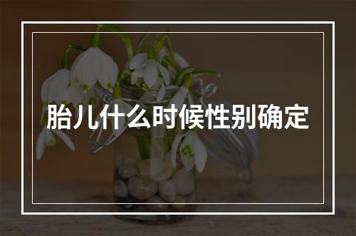 胎儿什么时候性别确定