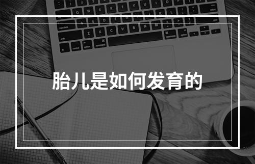 胎儿是如何发育的