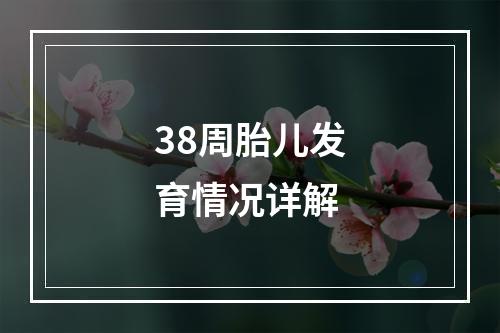 38周胎儿发育情况详解