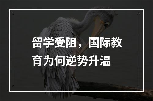 留学受阻，国际教育为何逆势升温