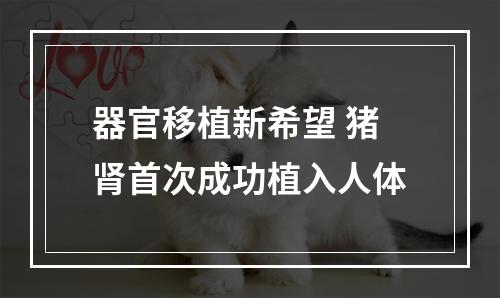 器官移植新希望 猪肾首次成功植入人体
