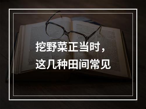 挖野菜正当时，这几种田间常见