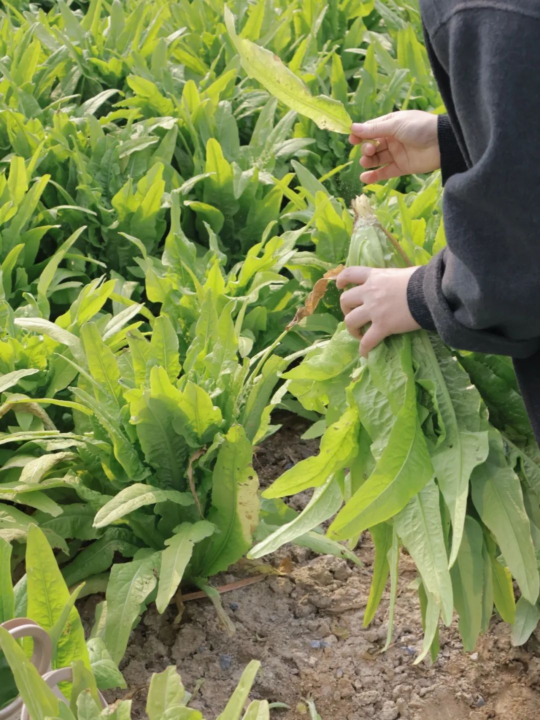 种啥吃啥！现摘现做！永嘉这家农场餐厅有意思