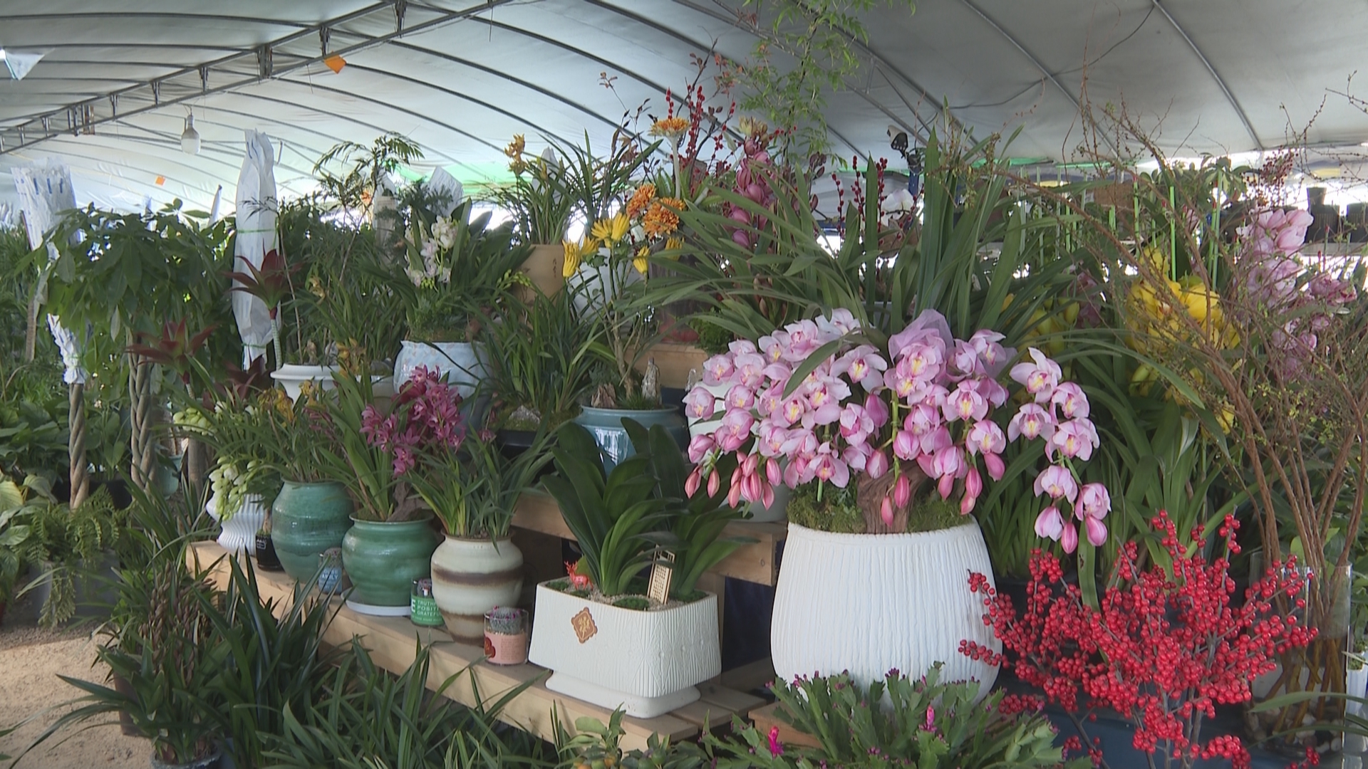 花卉市场升温 年宵花销售迎来旺季