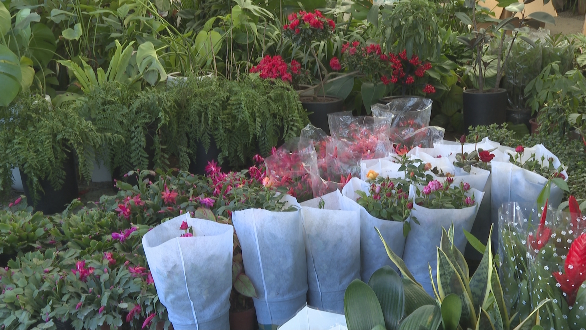 花卉市场升温 年宵花销售迎来旺季